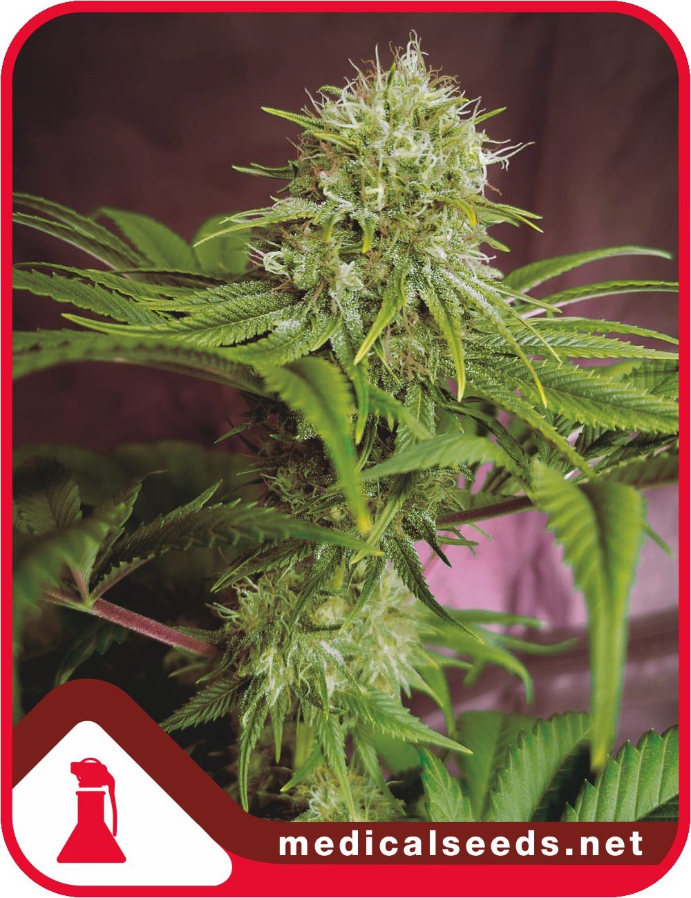 Elixir Vitae CBD Feminised Seeds - Medical Seeds - 5 Samen