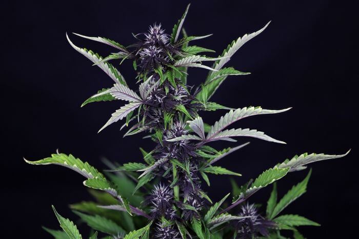 Pink Kush CBD 30: 1 Auto - Seedsman - 5 Samen