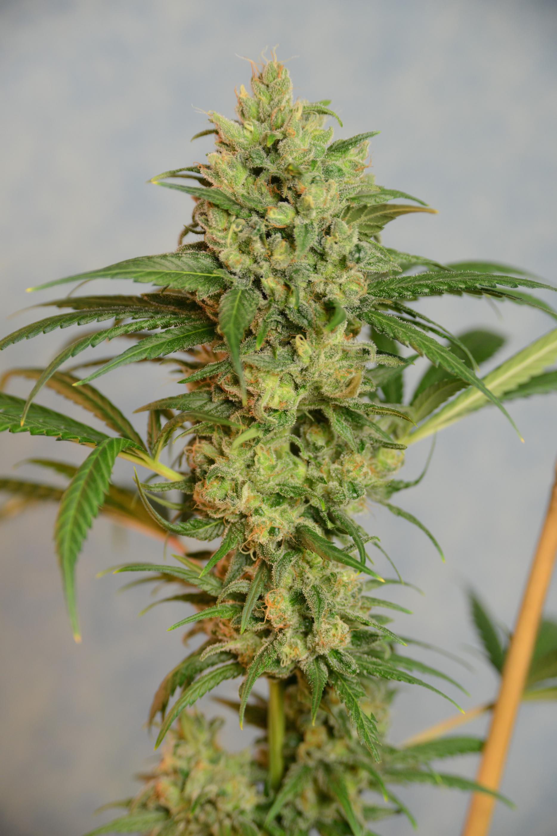 Highlo CBD Feminised Seeds - House of the Great Gardener