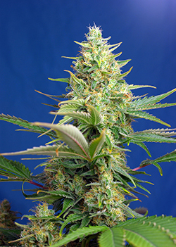 Sweet Pure CBD Auto - Sweet Seeds - 25 Samen