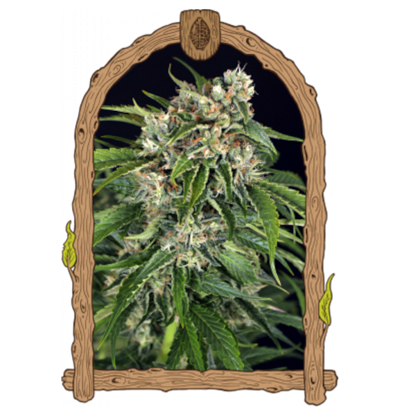 Sir Jack Pure CBD Auto - Exotic Seed - 3 Samen