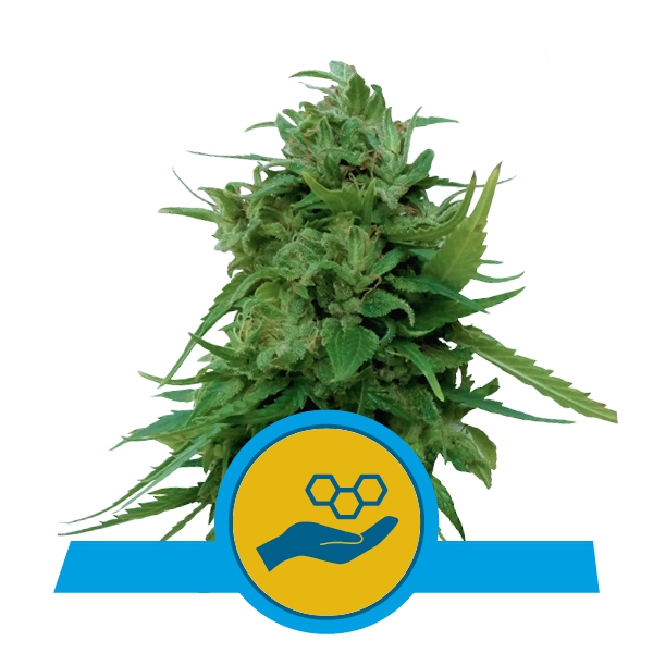 Solomatic CBD - Royal Queen Seeds - 5 Samen