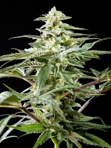 CBD Rich Candy Feminised Seeds - Philosopher Seeds - 3 Samen