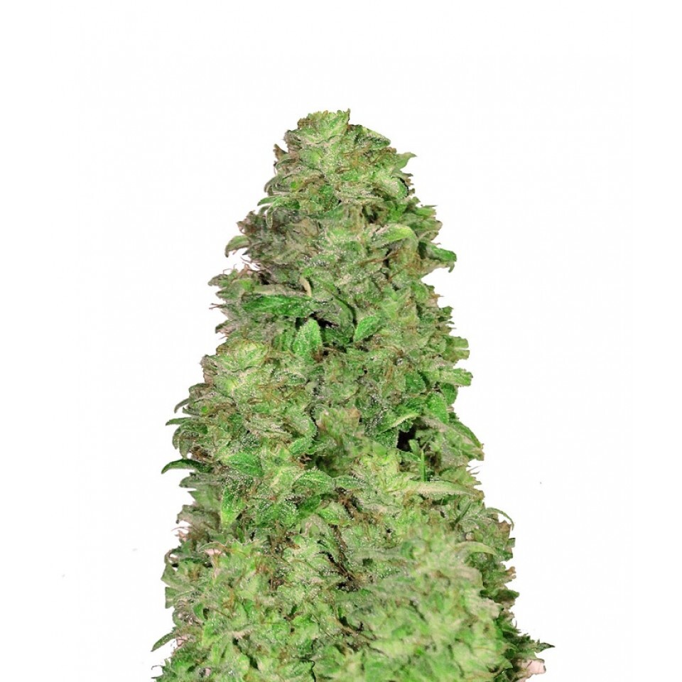 CBD 20:1 Auto Feminised - 420 Fast Bud - 10 Samen