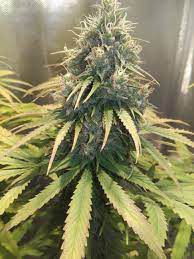 Doctor Seedsman CBD 30: 1, Auto - Seedsman - 3 Samen