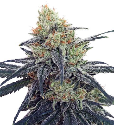 CBD 1 - ACE Seeds