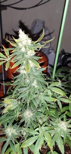 Gandhi CBD Feminised Seeds - CBD Crew