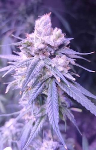 Gifted CBD Feminised Seeds - Lineage Genetics - 6 Samen