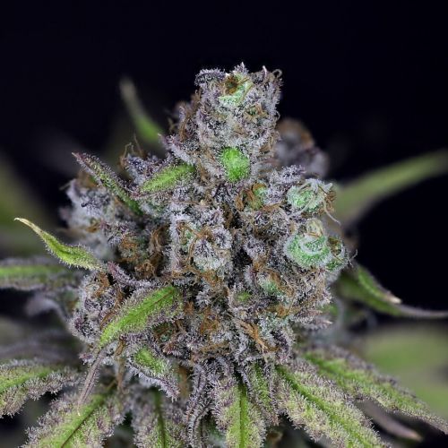 CBG Relief Auto Feminisierte Samen - Seedsman - 3 Samen