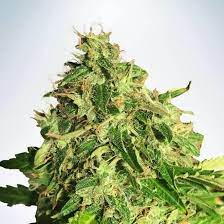 Cannabis Light CBD - Ministry of Cannabis - 10 Samen