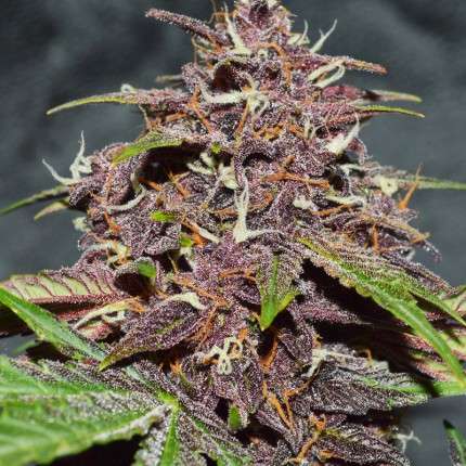 CBD Auto Blackberry Kush® - Dutch Passion - 7 Samen