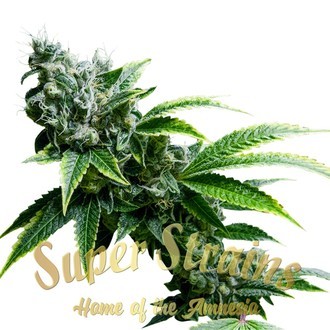 Eden CBD Feminised Seeds - Super Strains - 5 Samen