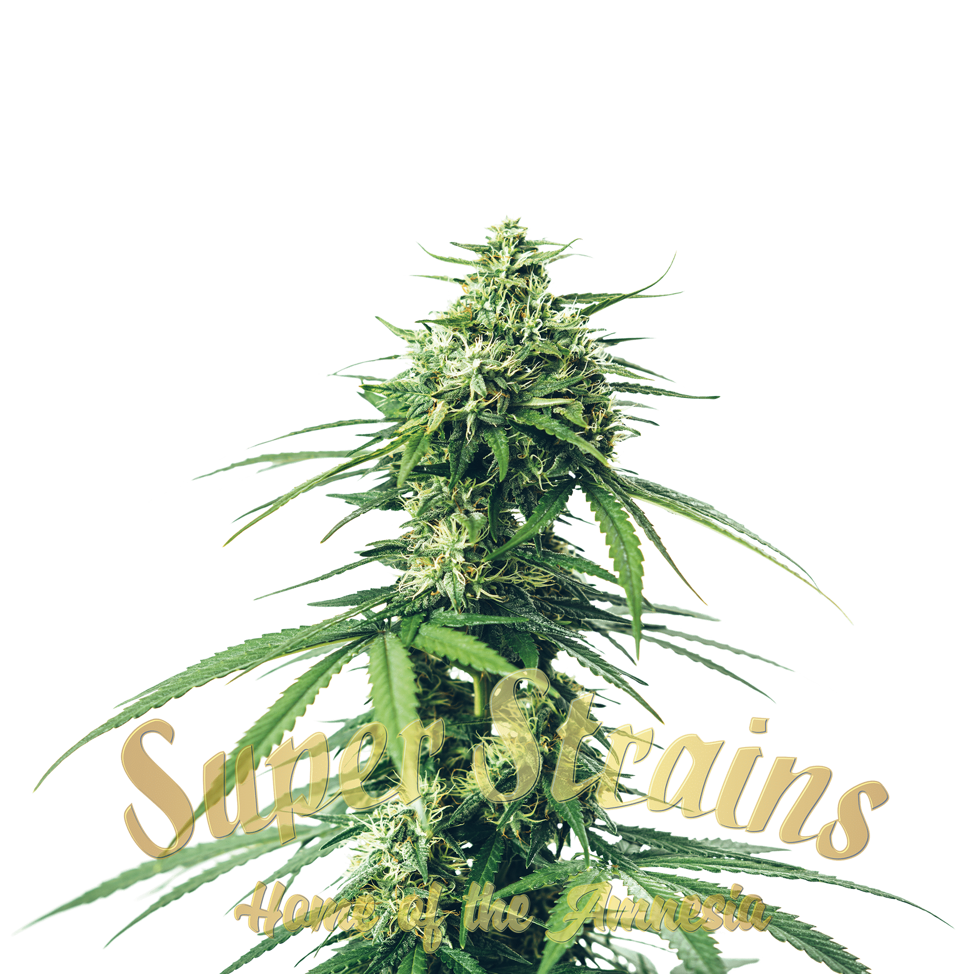 Agartha Feminised Seeds - Super Strains - 10 Samen