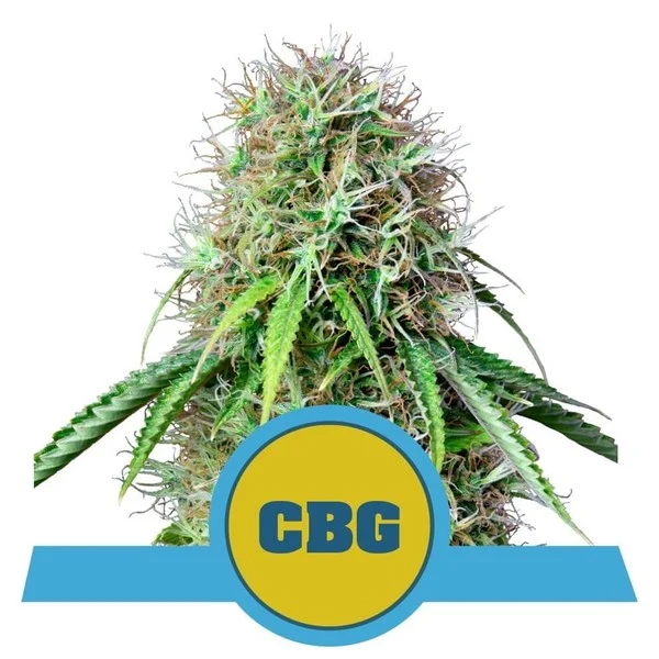 Royal CBG Automatic - Royal Queen Seeds - 10 Samen