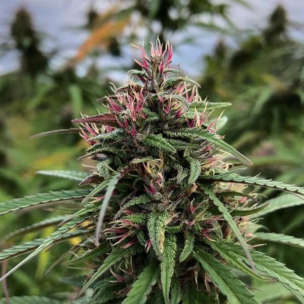 Boax-Hindu CBD Feminised Seeds - Cali Connection